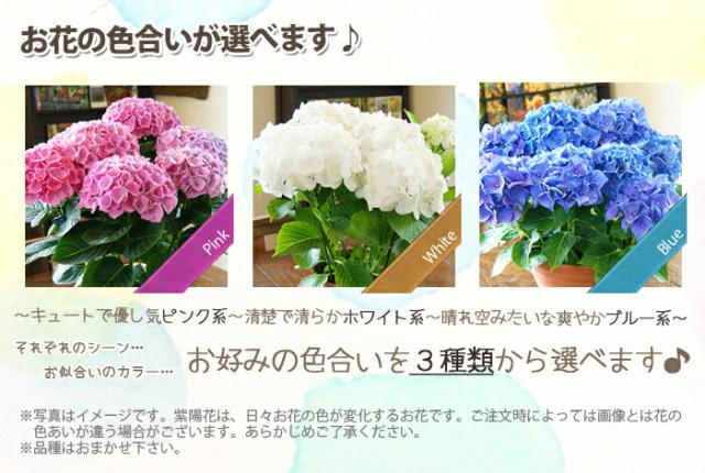 紫陽花アジサイ　鉢植え　３色から選べる