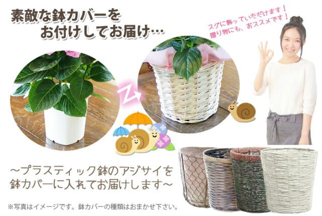 紫陽花アジサイ　鉢植え　鉢カバー