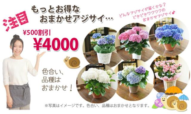 紫陽花アジサイ　鉢植え　色おまかせ