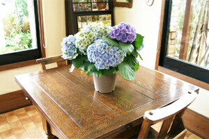 紫陽花アジサイ　鉢植え　サイズ