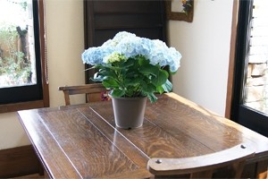 紫陽花アジサイ　あじさい　マジカルシリーズ　鉢植え　ネット通販花屋花樹有（かじゅある )