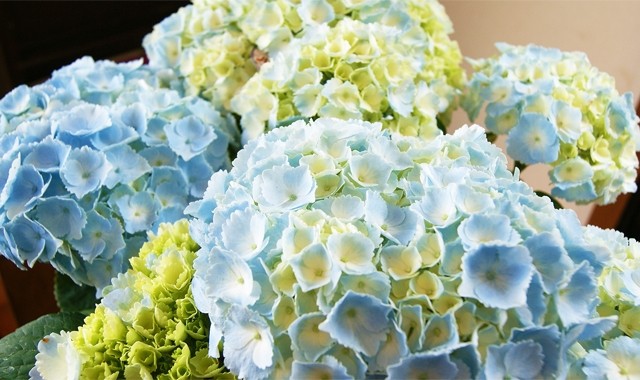 紫陽花アジサイ　あじさい　マジカルシリーズ　鉢植え　送料無料　ネット通販花屋花樹有（かじゅある )