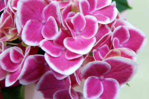 紫陽花アジサイチボリ　送料無料