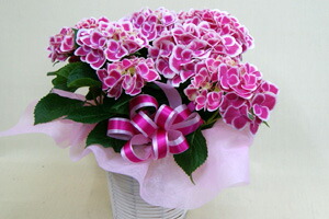 紫陽花アジサイチボリ　送料無料