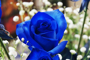 ブルーローズの花束 青ばらの花束 UP画像