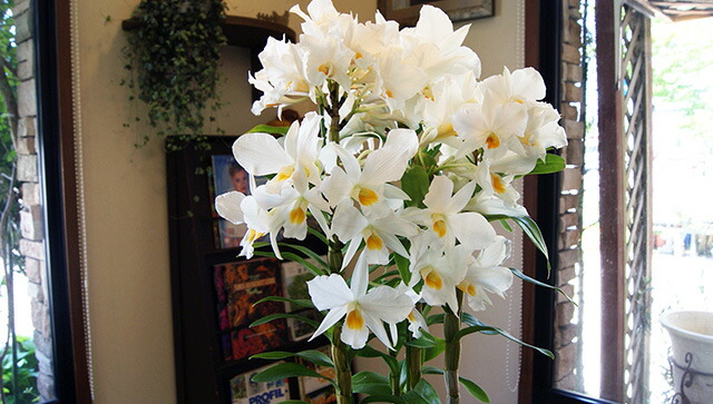 デンドロビューム　フォーミーデブル