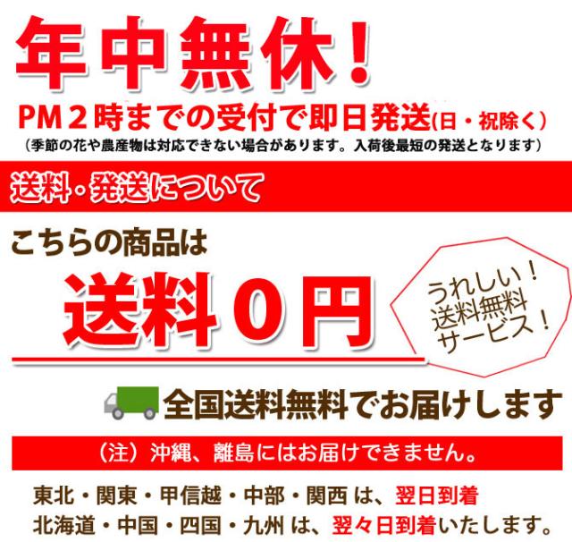 ミリオンバンブー インテリアグリーン 観葉植物 誕生日 結婚記念日 花樹有 山形の花屋 ネット通販 山形 花屋 花樹有( かじゅある )