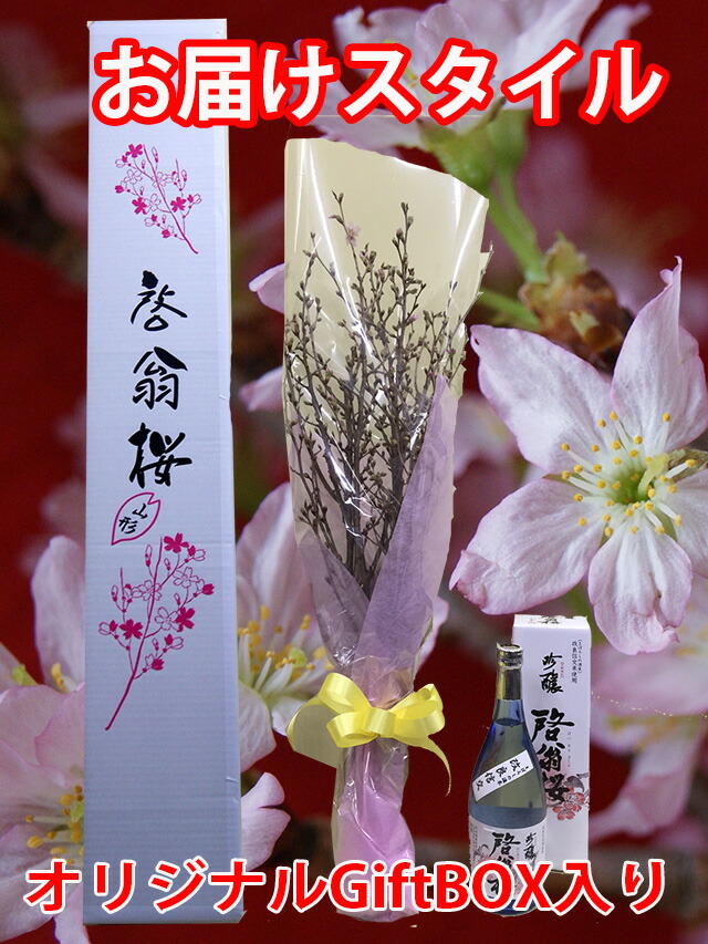 啓翁桜　桜三蔵　山形日本酒セット