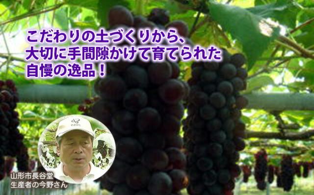 キングデラウェア 今野ぶどう園