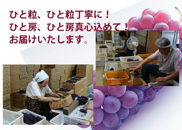 葡萄詰 作業