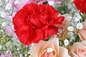 母の日　カーネーション花束　フラワーギフト　送料無料　ネット通販花屋花樹有（かじゅある )