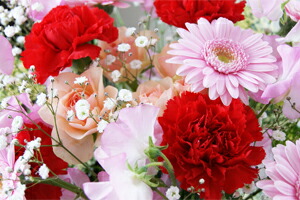 母の日　カーネーション花束　フラワーギフト　送料無料　ネット通販花屋花樹有（かじゅある )