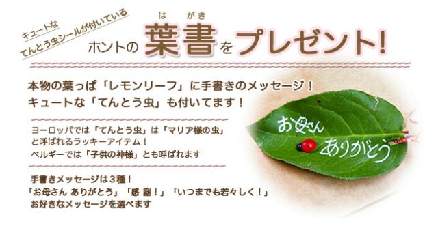 母の日　カーネーション花束　フラワーギフト　送料無料　ネット通販花屋花樹有（かじゅある )　