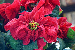 ウィンターローズ（ポインセチア）　クリスマスギフト　花樹有