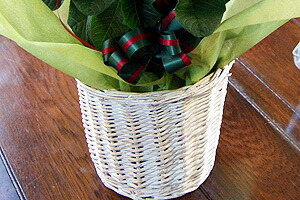 ウィンターローズ（ポインセチア）　クリスマスギフト　花樹有