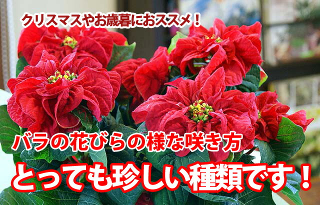 ウィンターローズ　ポインセチア