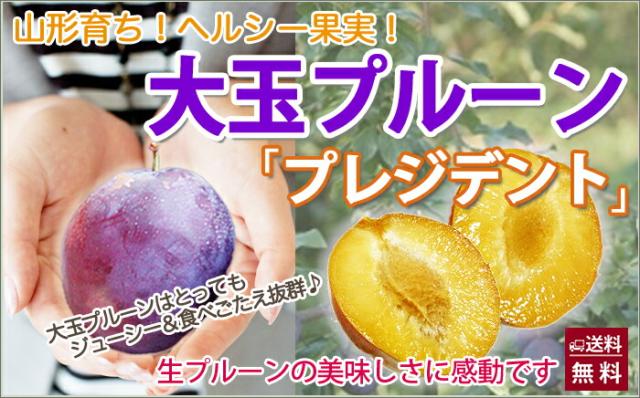 山形県産 大玉 生プルーン プレジデント 産直 お取り寄せ フルーツ 送料無料