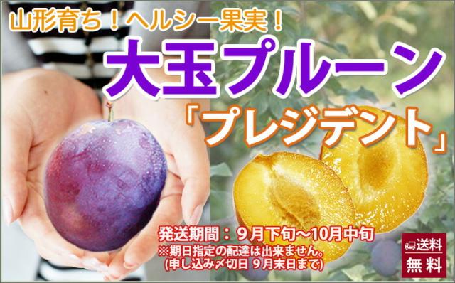 山形県産 大玉 生プルーン プレジデント 産直 お取り寄せ フルーツ 送料無料