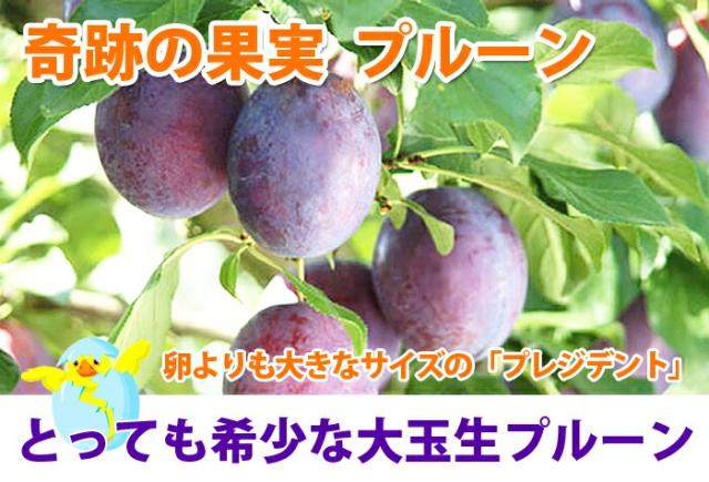 山形県産 大玉 生プルーン プレジデント 産直 お取り寄せ フルーツ 送料無料
