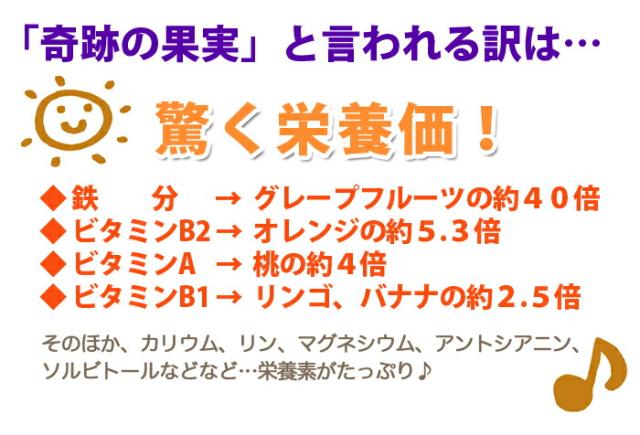 山形県産 大玉 生プルーン プレジデント 産直 お取り寄せ フルーツ 送料無料