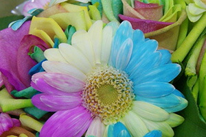 レインボーガーベラ