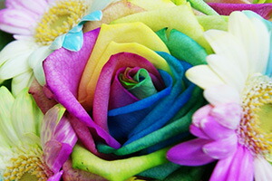 レインボーローズ