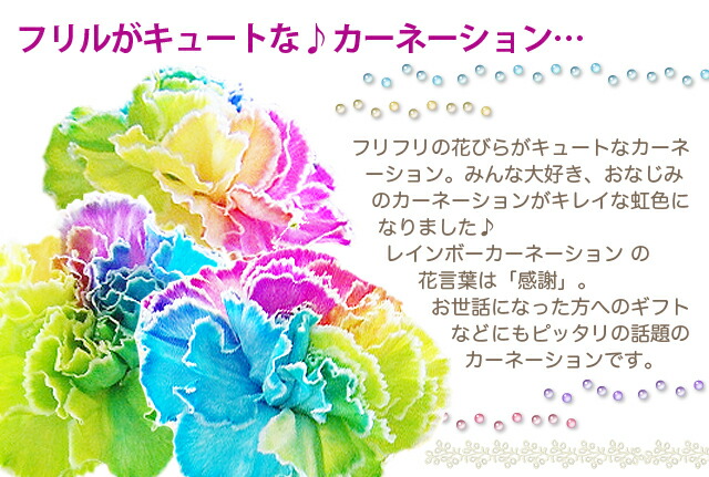 レインボーカーネーション