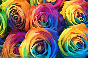 レインボーローズ　素材