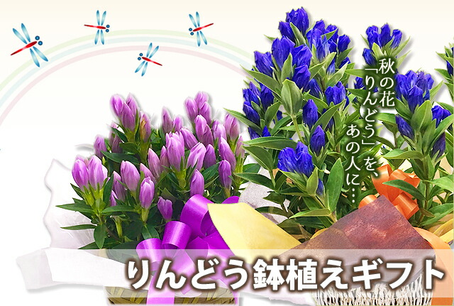 リンドウ鉢植え