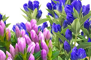 リンドウの鉢植え