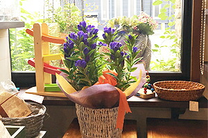 リンドウの鉢植え