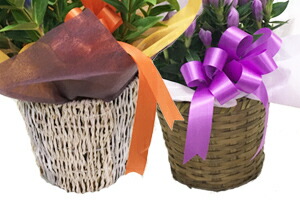 リンドウの鉢植え