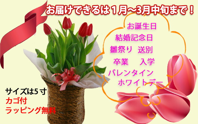 チューリップ　鉢植え　通販