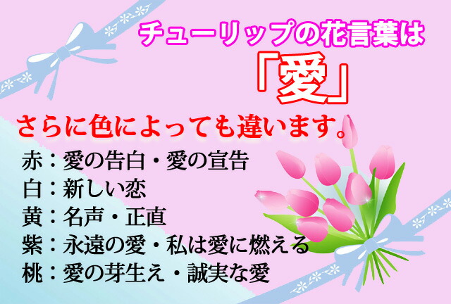 チューリップ　鉢植え　通販