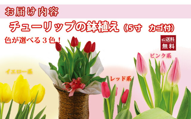 チューリップ　鉢植え　通販