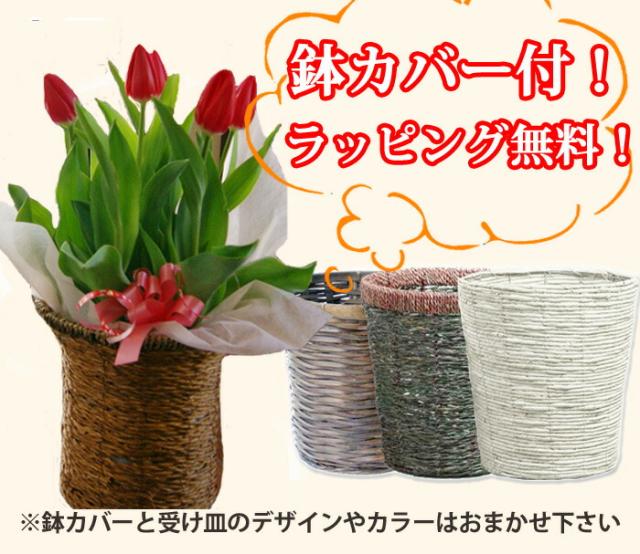 チューリップ　鉢植え　通販
