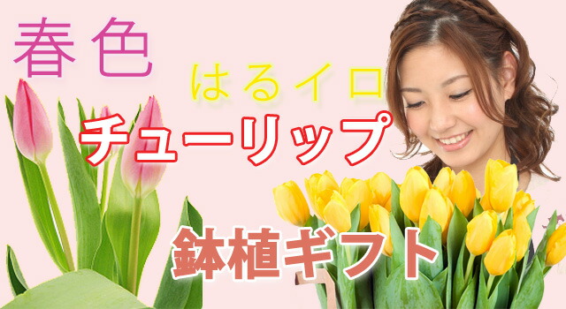 チューリップ　鉢植え　通販