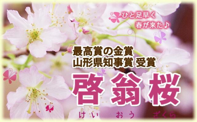 

啓翁桜　日本酒　花見酒セット