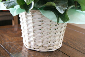 シクラメン ビクトリア お歳暮 クリスマスギフト