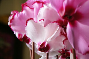 シクラメン ビクトリア お歳暮 クリスマスギフト