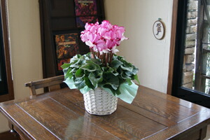 シクラメン ビクトリア お歳暮 クリスマスギフト