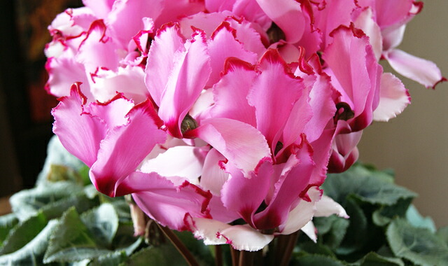 シクラメン 観葉植物 インテリアグリーン 送料無料 ネット通販花屋花樹有(かじゅある )