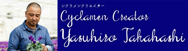 シクラメン ブルー サントリー 大栄花園