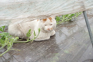 山形県村山市 袖崎スイカ ブラックジャック、種なしスイカ ネット通販花屋 花樹有(かじゅある)