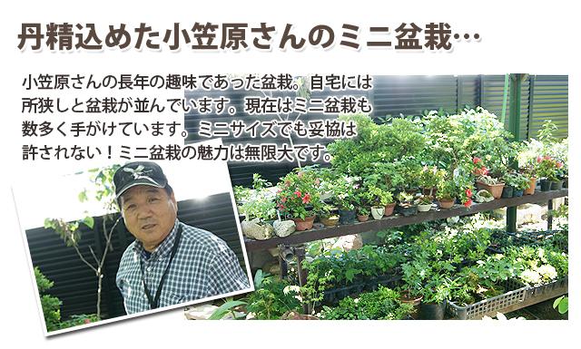 盆栽 ミニ盆栽 父の日 松 カエデ 欅 敬老の日