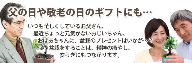 盆栽 ミニ盆栽 父の日 松 カエデ 欅 敬老の日