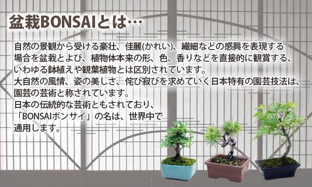 盆栽 ミニ盆栽 父の日 松 カエデ 欅 敬老の日