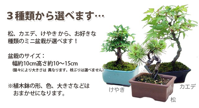 父の日 盆栽 セット 松 ギフト プレゼント 松 カエデ けやき の三種類から選べる 小笠原さんのミニ盆栽 送料無料 花 初心者 梅 苔の通販はau Pay マーケット 花ギフト山形産果物野菜花樹有 商品ロットナンバー 父の日 盆栽 セット 松 ギフト プレゼント 松 カエデ けやき の三種類から選べる 小笠原さんのミニ盆栽 送料無料 花 初心者 梅 苔の通販はau Pay マーケット 花ギフト山形産果物野菜花樹有 商品ロットナンバー