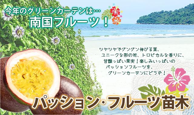 パッションフルーツ　苗木　グリーンカーテン