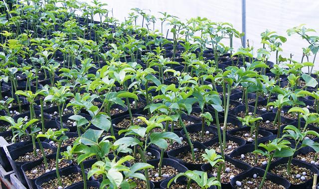 パッションフルーツ　苗木　グリーンカーテン